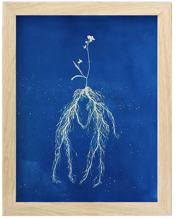 FLOWER KISS. Cyanotype print.