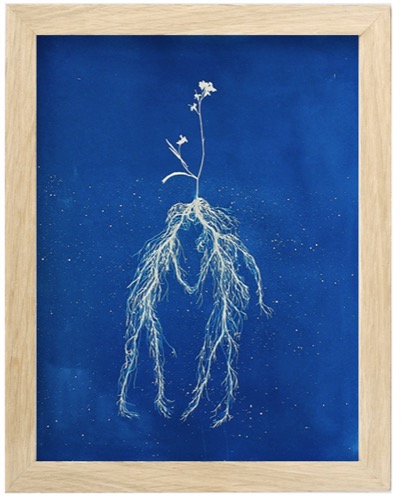 FLOWER KISS. Cyanotype.