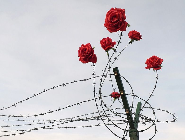 Coils of barbed wire mounted on a green metal post against a cloudy sky, several red roses growing from the wire as if blooming from the thorns.