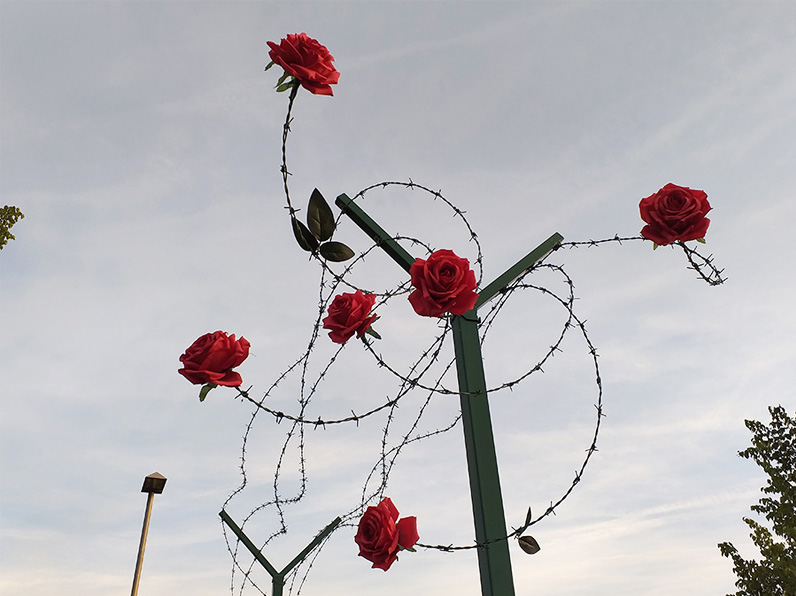 Wider view of a Y-shaped green metal post wrapped in tangled barbed wire, red roses sprouting at several points along the wire, a streetlight and trees visible below.