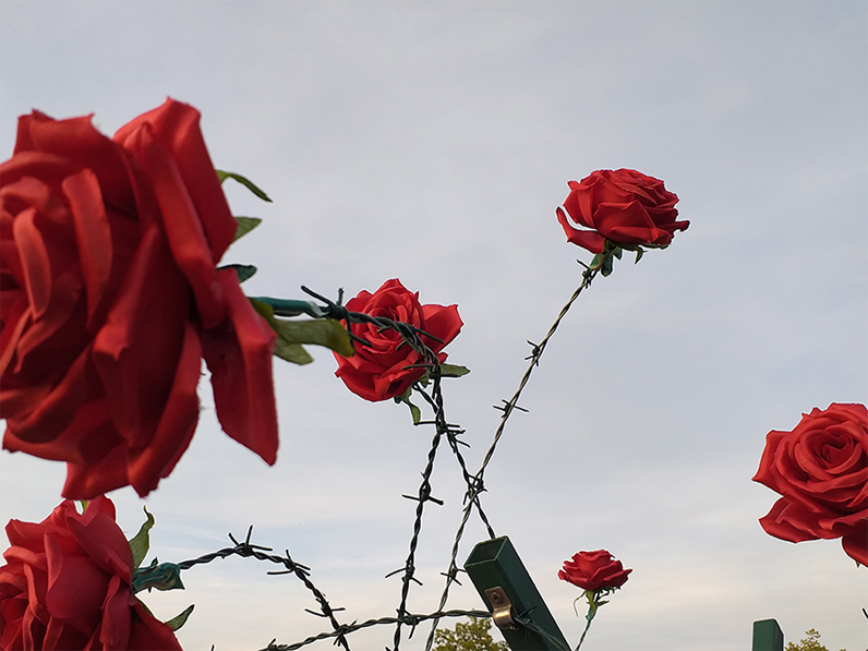 Close-up of red roses entwined with barbed wire against a pale sky, a green metal post visible in the background.