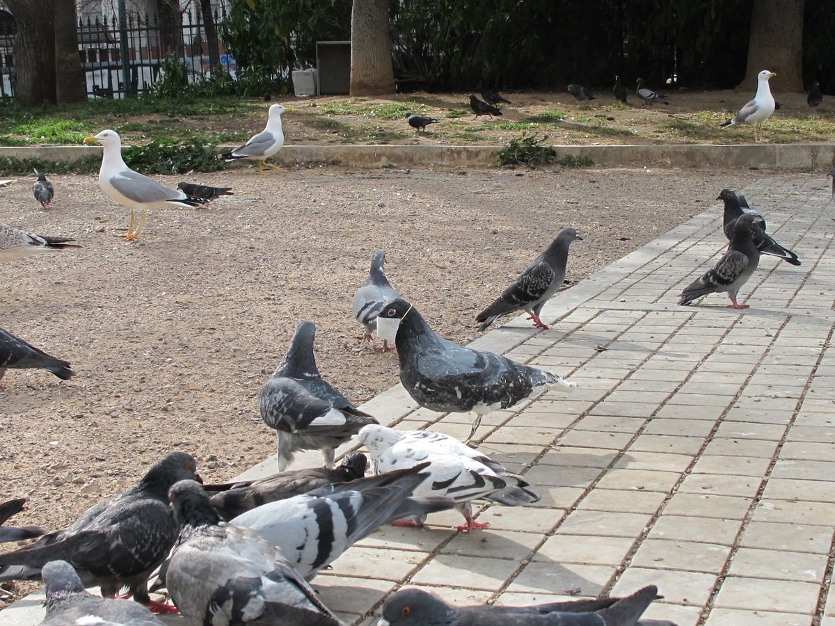 Flock of pigeons and gulls gathered on a paved plaza, one pigeon in the foreground wearing a small white face mask.