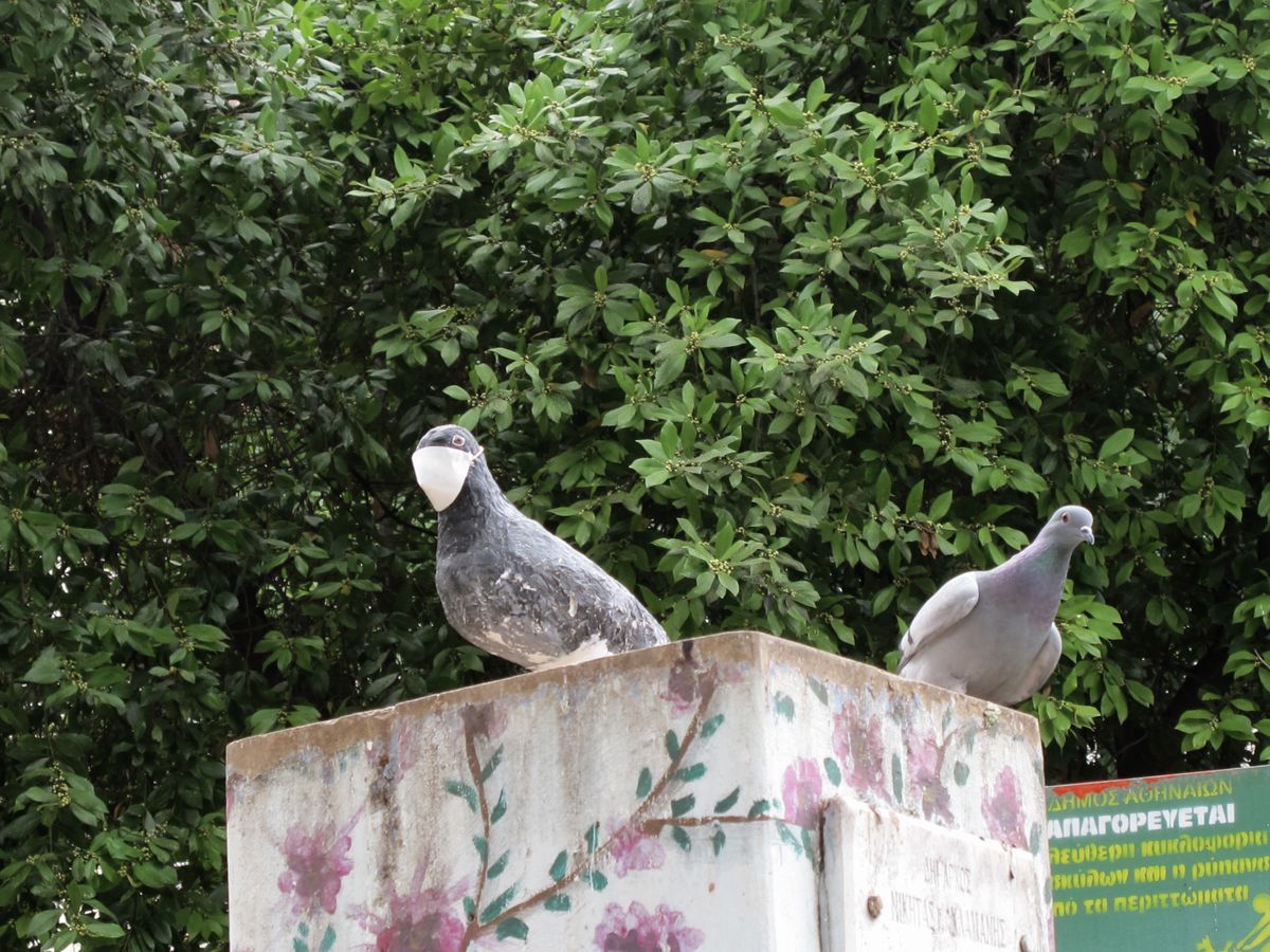 Two pigeons perched on a painted flower-patterned concrete block in front of green foliage, one wearing a small white face mask, a sign with Greek text beside them.