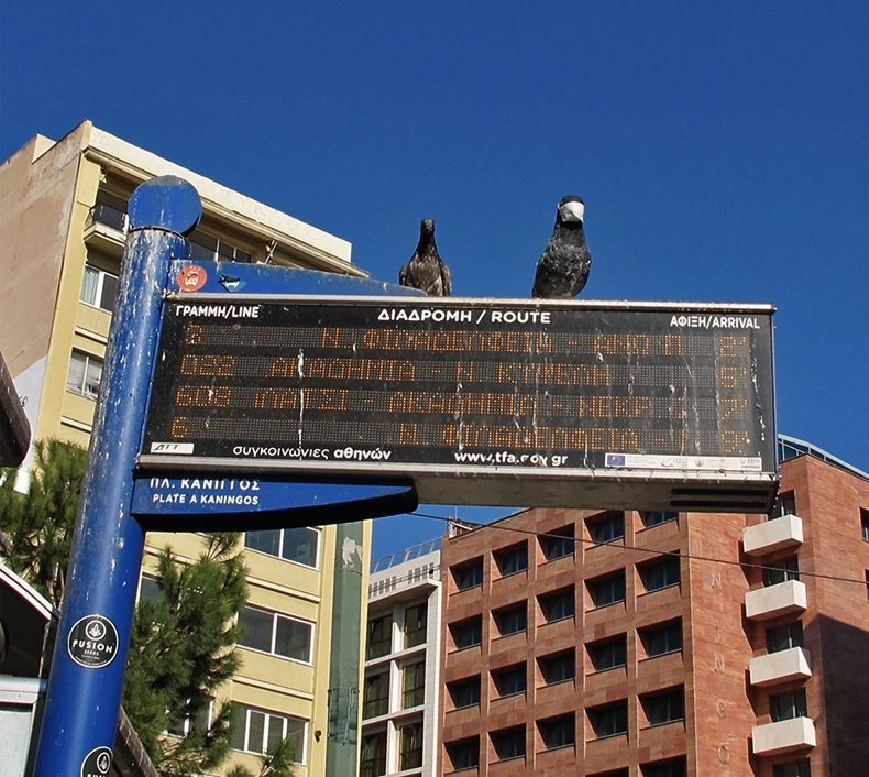 Two pigeons perched atop an electronic bus timetable sign with orange text in Greek, apartment and brick office buildings behind under a clear blue sky.