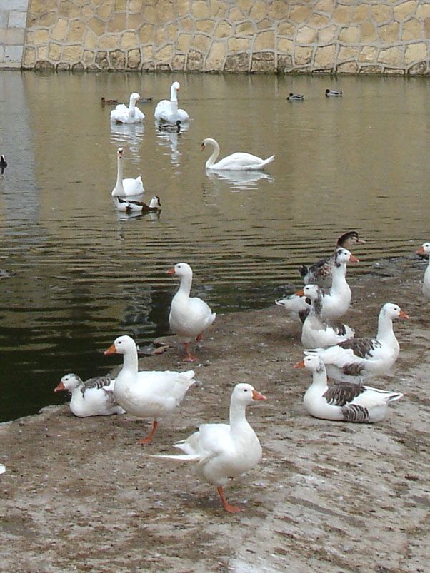 Real swans and geese gathered by a stone-walled riverbank, some swimming and others standing on the paved edge.