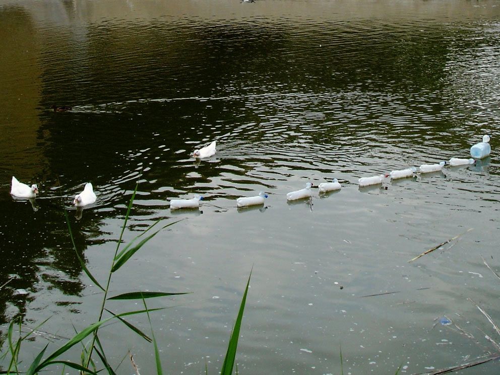 Long line of small plastic bottle swans floating across a river in single file behind two real swans, reeds in the foreground.