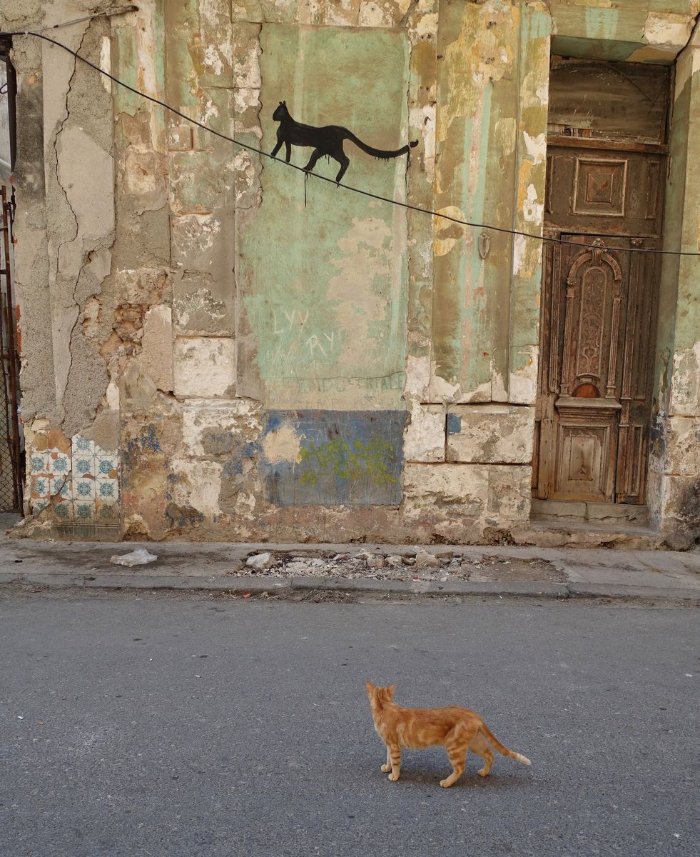 Black silhouette mural of a cat walking along an overhead wire, painted on a worn wall above an old wooden door, with a real ginger cat standing in the street below.