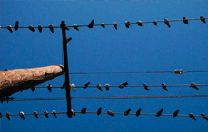 WIRES.